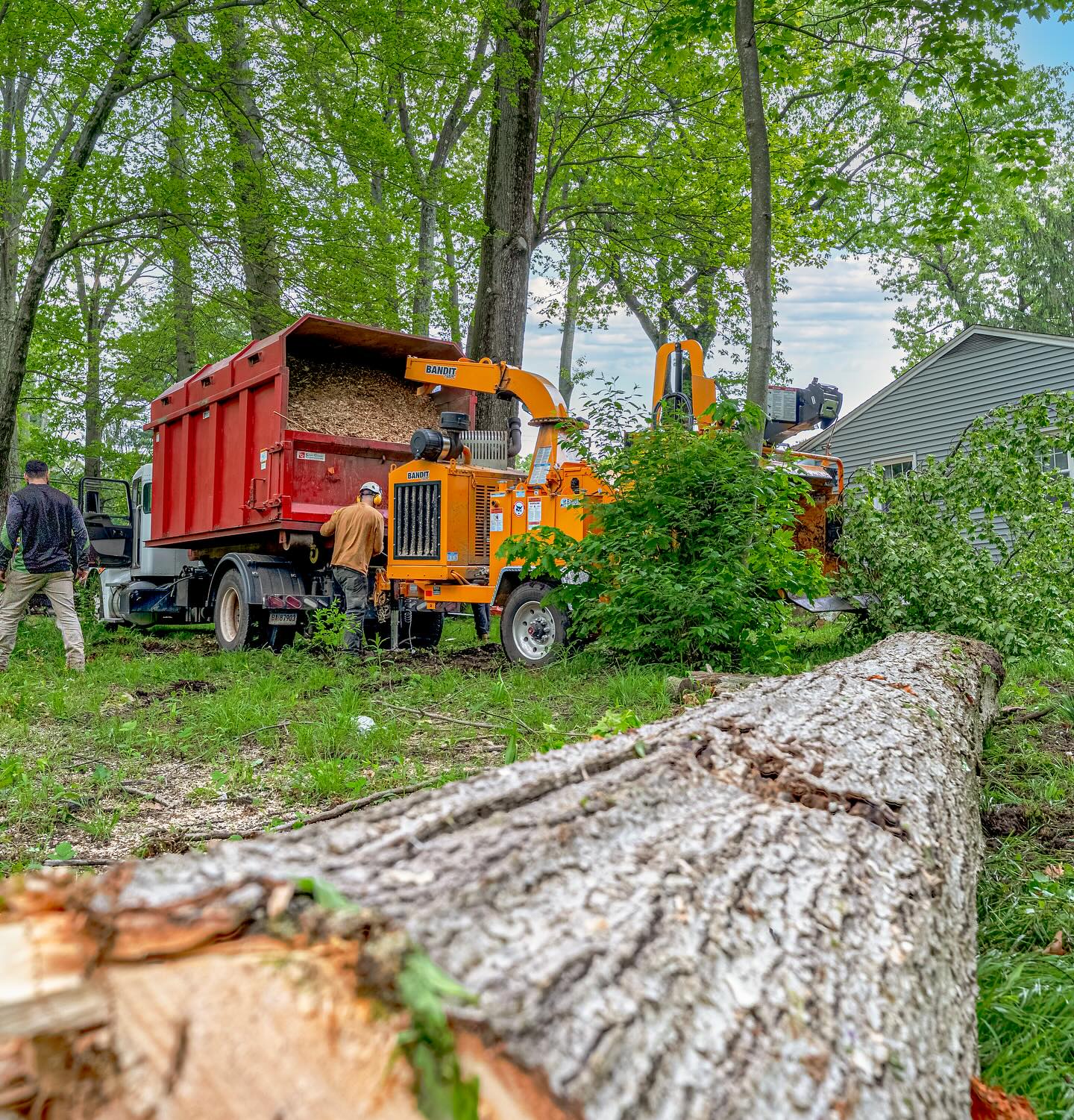 tree-trimming-cheshire-ct USA Tree Experts crew operating a wood chipper in a residential Cheshire, CT neighborhood during a large tree removal.